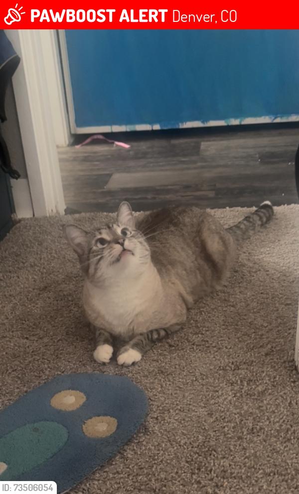 Lost Male Cat last seen S Monaco st and Newport st, Denver, CO 80237