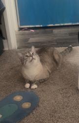 Lost Male Cat last seen S Monaco st and Newport st, Denver, CO 80237