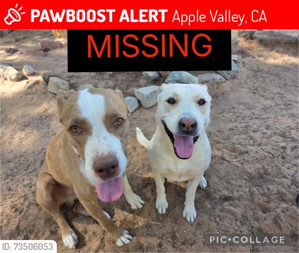 Lost Unknown Dog last seen cahuilla x joshua, Apple Valley, CA 92307