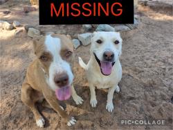 Lost Unknown Dog last seen cahuilla x joshua, Apple Valley, CA 92307