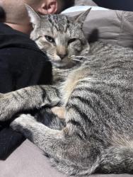 Reunited Male Cat last seen 54th ave 80th st, Queens, NY 11373