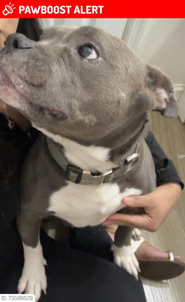 Lost Male Dog last seen Belvedere & florida mango, West Palm Beach, FL 33401