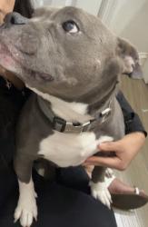 Lost Male Dog last seen Belvedere & florida mango, West Palm Beach, FL 33401
