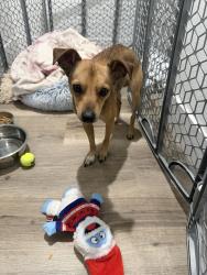 Found/Stray Male Dog last seen Jones & hacienda, Las Vegas, NV 89148