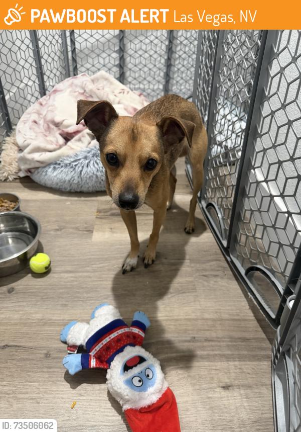 Found/Stray Male Dog last seen Jones & hacienda, Las Vegas, NV 89148