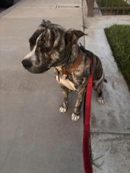 Found/Stray Female Dog last seen Lacey blvd, Hanford, CA 93230