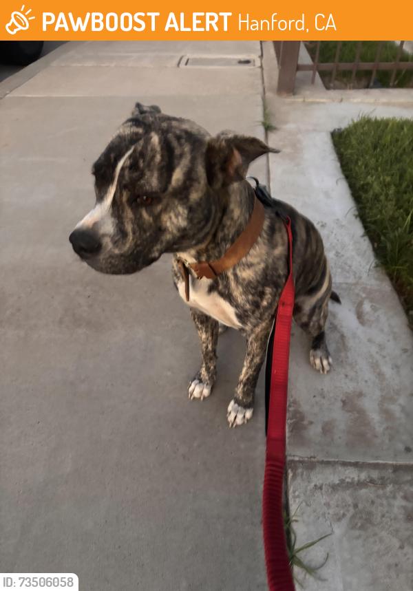 Found/Stray Female Dog last seen Lacey blvd, Hanford, CA 93230