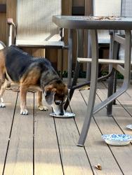 Reunited Unknown Dog last seen Scraggy Hill Road and pine Tree Court, Port Jefferson, NY 11777