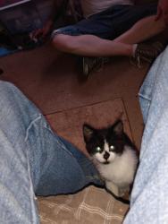 Lost Female Cat last seen 64th Ave & Occidental, Yakima, WA 98903