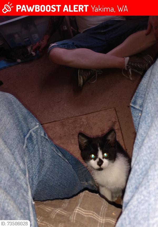 Lost Female Cat last seen 64th Ave & Occidental, Yakima, WA 98903