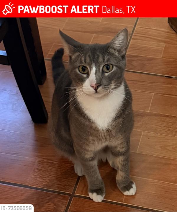Lost Male Cat last seen Las haciendas neighborhood cross streets Bessie Dr and Hord st., Dallas, TX 75211
