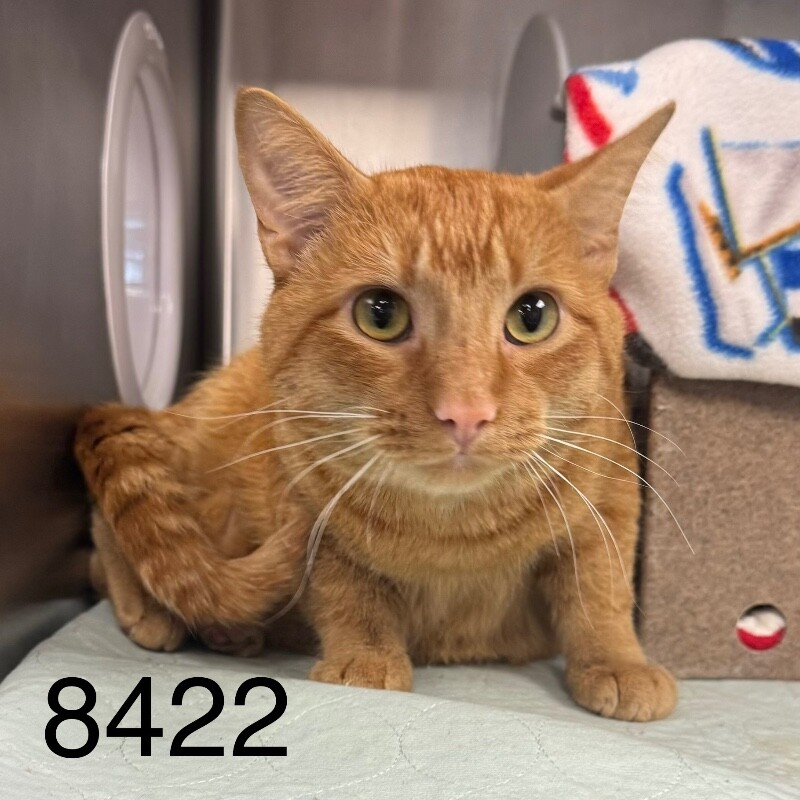 Shelter Stray Male Cat last seen Near Beard Ct N, Minneapolis, MN 55443, USA, 11350 89th Ave N, Maple Grove, MN 55369, USA