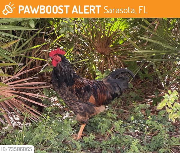 Found/Stray Unknown Bird last seen Kohls parking lot (east side) Central Sarasota parkway just east of intersection with 41., Sarasota, FL 34236