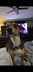Reunited Male Dog last seen North lane and pine hills, Orlando, FL 32808