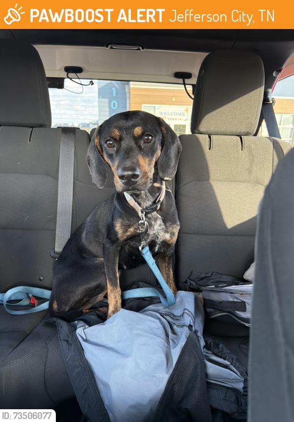 Found/Stray Female Dog last seen East Dumplin Valley Road. Mt vale church, Jefferson City, TN 37760
