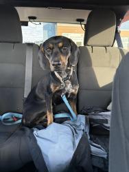Found/Stray Female Dog last seen East Dumplin Valley Road. Mt vale church, Jefferson City, TN 37760