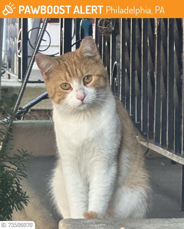 Found/Stray Male Cat last seen Near Saul street at Arnott street, Philadelphia, PA 19149