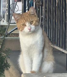 Found/Stray Male Cat last seen Near Saul street at Arnott street, Philadelphia, PA 19149
