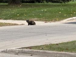 Found/Stray Female Cat last seen Rochester Event Center, Comfort Inn, South Los Arcos, Rochester, MN 55902