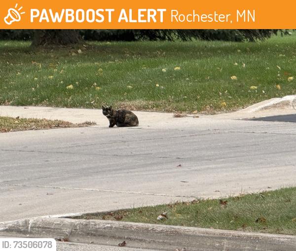 Found/Stray Female Cat last seen Rochester Event Center, Comfort Inn, South Los Arcos, Rochester, MN 55902