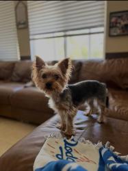 Reunited Female Dog last seen Palm / Stetson, Hemet, CA 92543