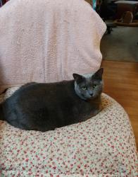 Lost Female Cat last seen Near USAA BLVD, Building 7, San Antonio, TX 78240