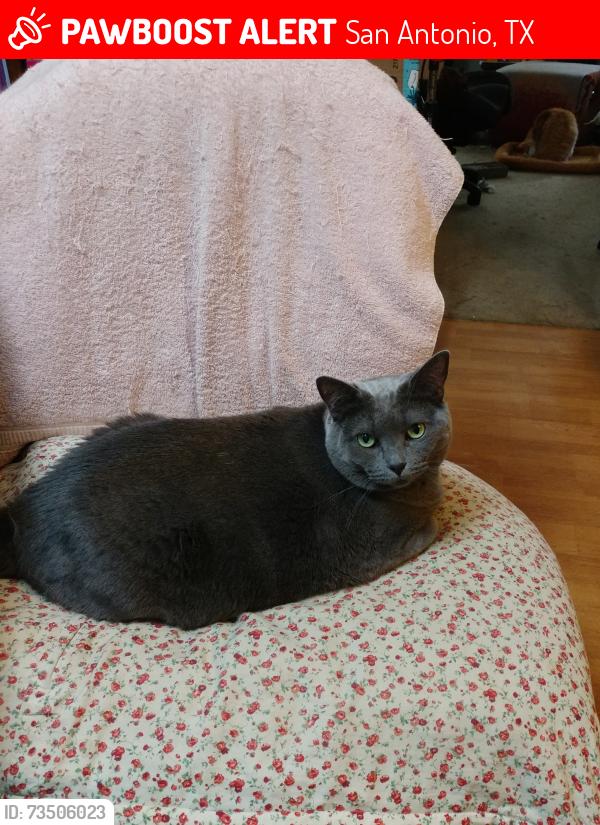 Lost Female Cat last seen Near USAA BLVD, Building 7, San Antonio, TX 78240