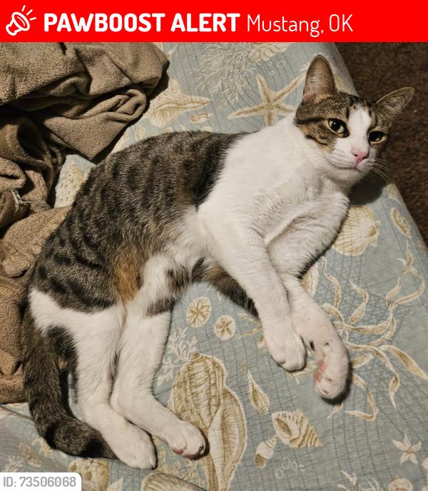 Lost Male Cat last seen Czech Hall and Rancho Dr, Mustang, OK 73064