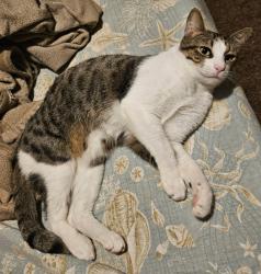 Lost Male Cat last seen Czech Hall and Rancho Dr, Mustang, OK 73064
