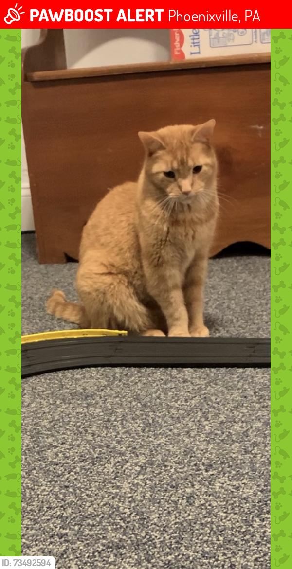 Lost Male Cat last seen Near Zoller Dr., Phoenixville, PA, Phoenixville, PA 19460