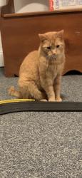 Lost Male Cat last seen Near Zoller Dr., Phoenixville, PA, Phoenixville, PA 19460