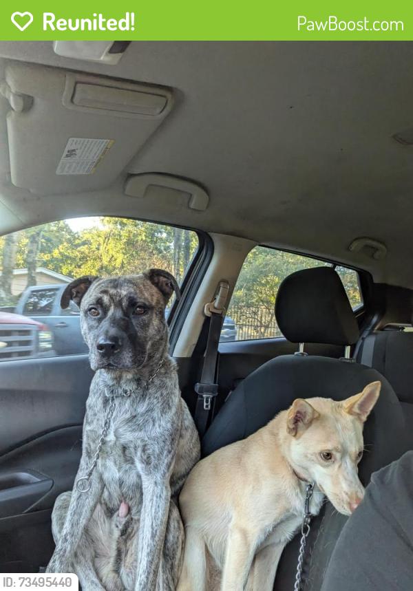 Reunited Male Dog last seen Harrisburg rd near sports complex, Charlotte, NC 28215