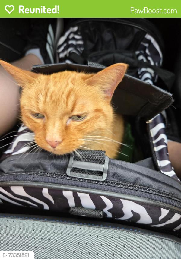 Reunited Female Cat last seen N Hickory Street and NW 80th terrace, Kansas City, MO 64118