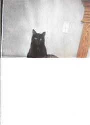 Reunited Female Cat last seen DeMeyer Park Subdivision Cloverdale and McMillan, Boise, ID 83713