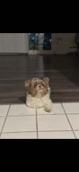 Lost Female Dog last seen County lane road, Plainfield, IL 60586