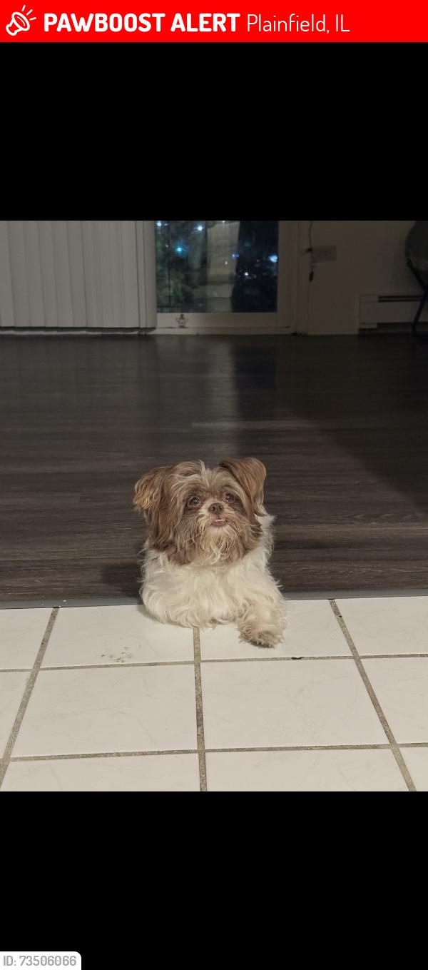 Lost Female Dog last seen County lane road, Plainfield, IL 60586