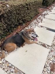 Found/Stray Unknown Dog last seen Old post road, Port Jefferson, NY 11777