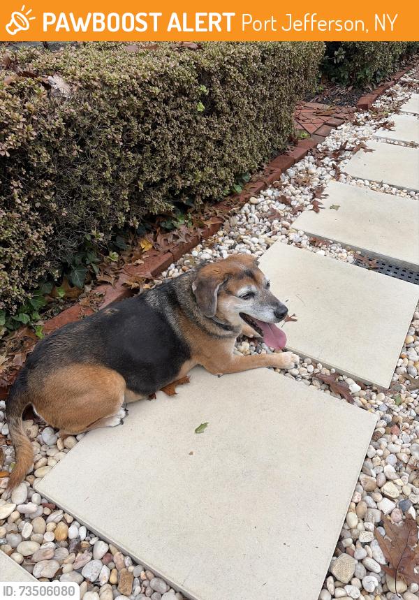 Found/Stray Unknown Dog last seen Old post road, Port Jefferson, NY 11777
