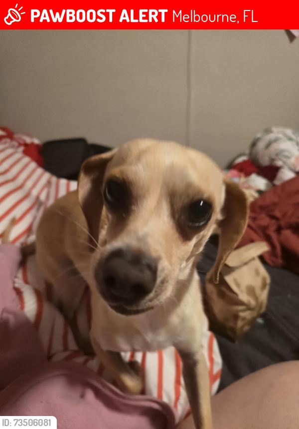 Lost Male Dog last seen Gardinia, Melbourne, FL 32901