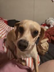 Lost Male Dog last seen Gardinia, Melbourne, FL 32901