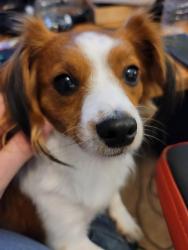 Lost Female Dog last seen 4th & Spruce, Boulder, CO 80302