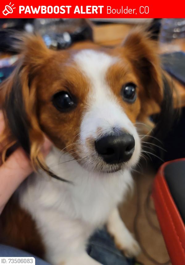 Lost Female Dog last seen 4th & Spruce, Boulder, CO 80302