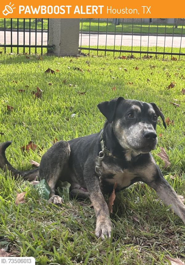 Found/Stray Male Dog last seen Majestic Prince Dr and West Rd behind the subway and planet fitness and The retreat at steeplechase apmts, Houston, TX 77065
