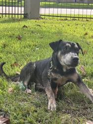 Found/Stray Male Dog last seen Majestic Prince Dr and West Rd behind the subway and planet fitness and The retreat at steeplechase apmts, Houston, TX 77065