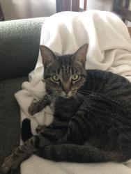 Lost Female Cat last seen Ghent Neighborhood, New Bern, NC 28560