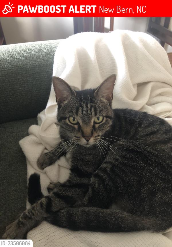 Lost Female Cat last seen Ghent Neighborhood, New Bern, NC 28560