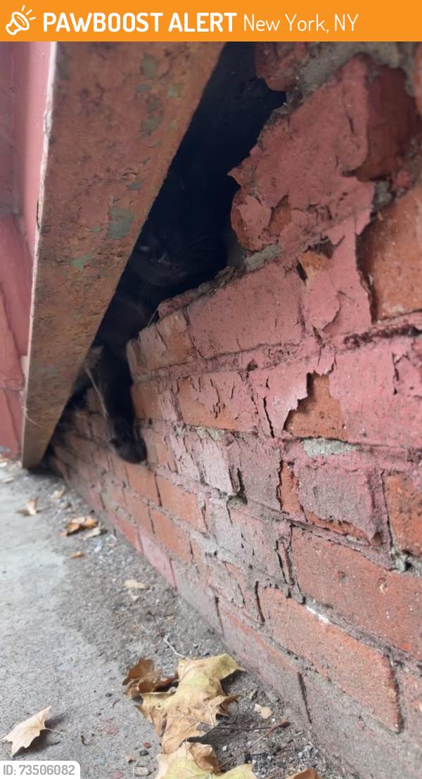 Found/Stray Male Cat last seen Across from public school 30. Black cat is underneath the bridge. Between the railing and the brick. He might be stuck., New York, NY 10035