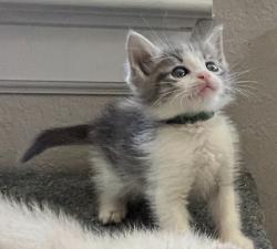 Shelter Stray Male Cat last seen Bexar County, 3353 Morningside Dr, New Braunfels, TX 78132, USA