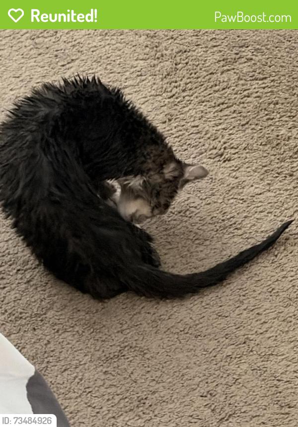 Reunited Female Cat last seen Intution Pl, Charlotte, NC 28262