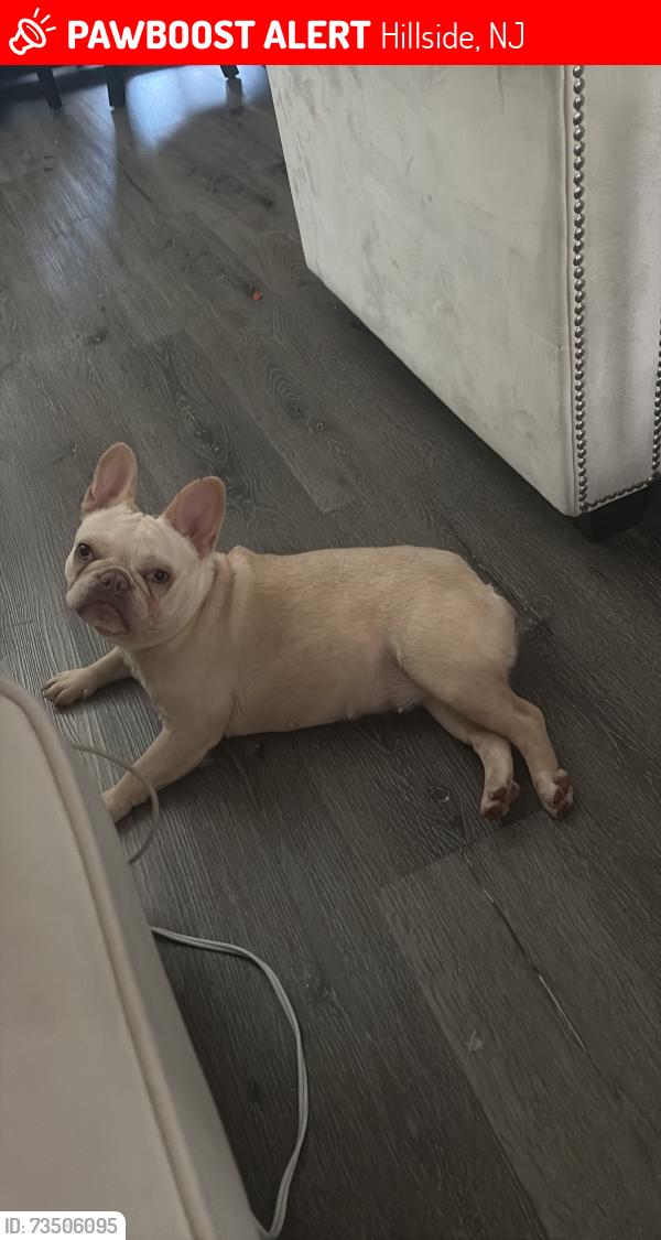 Lost Female Dog last seen Hillside NJ, Hillside, NJ 07205